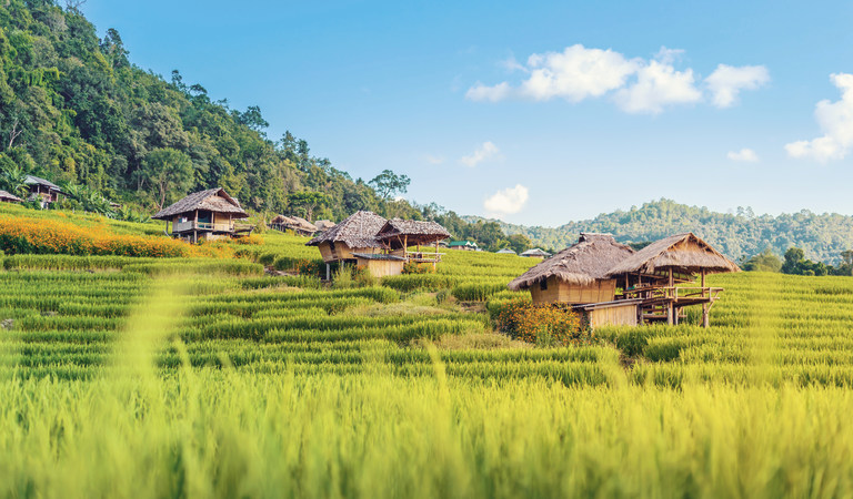 Risaia di Chiang Mai