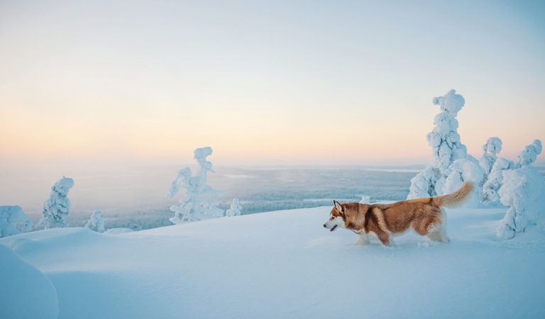 Husky sulla neve