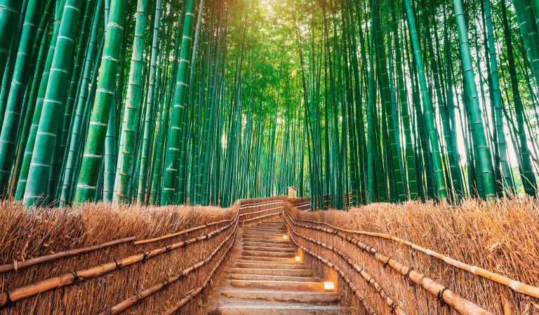 Foresta di bambù a Kyoto