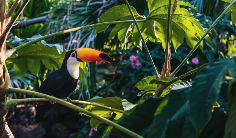 Tucano nella foresta Amazzonica