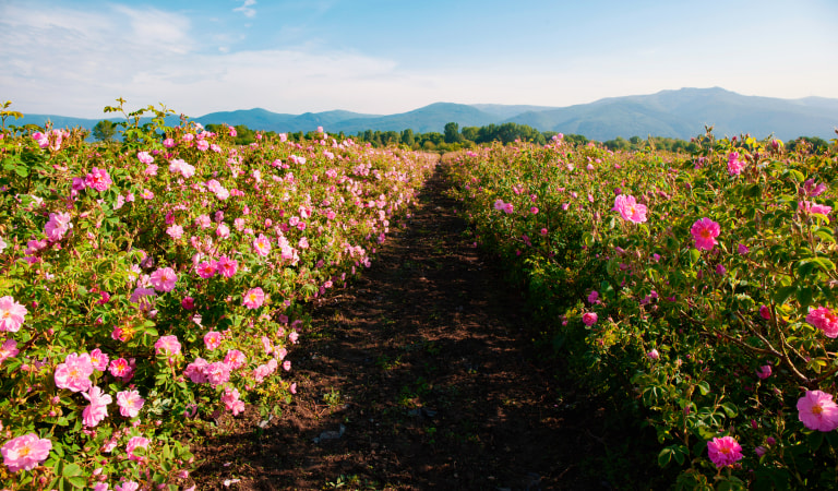 Valle delle rose