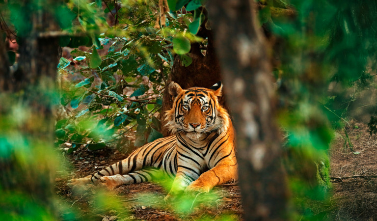 Tigre del Bengala