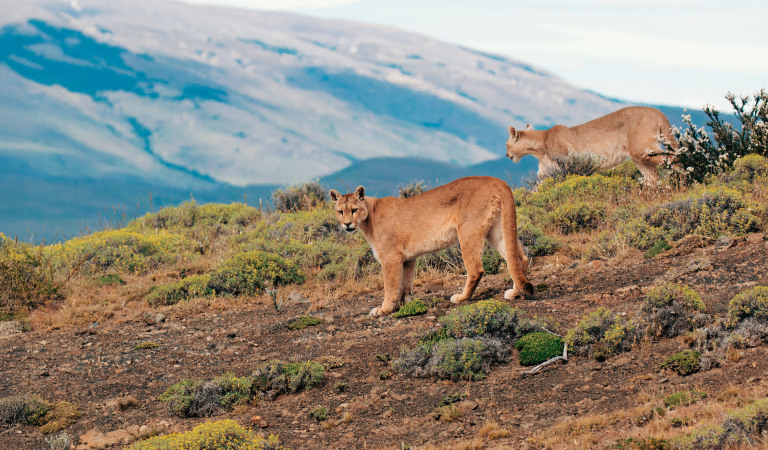 Puma, Torres del Paine