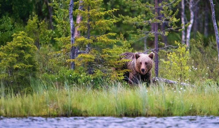 Orso bruno
