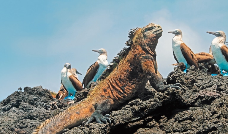 Iguana  e sule dai piedi azzurri