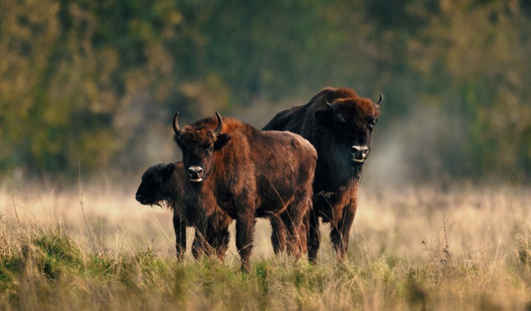 Bisonte Europeo