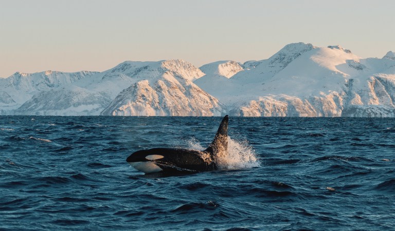 Orca