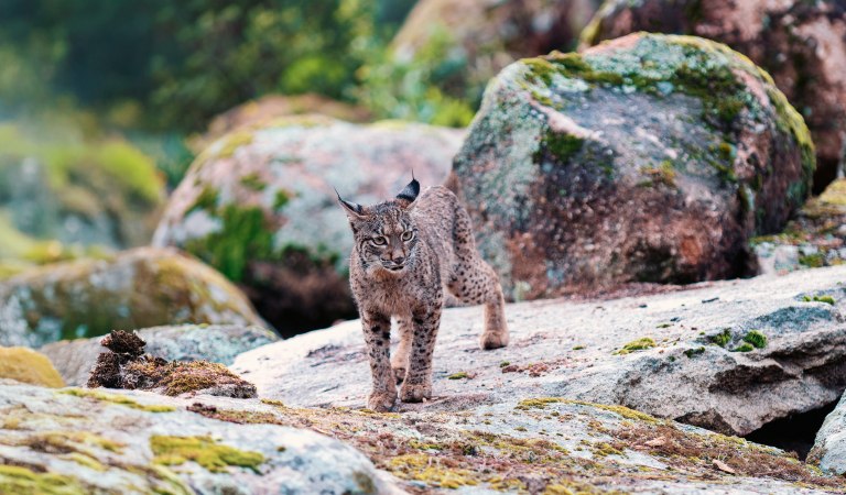 Lince pardina