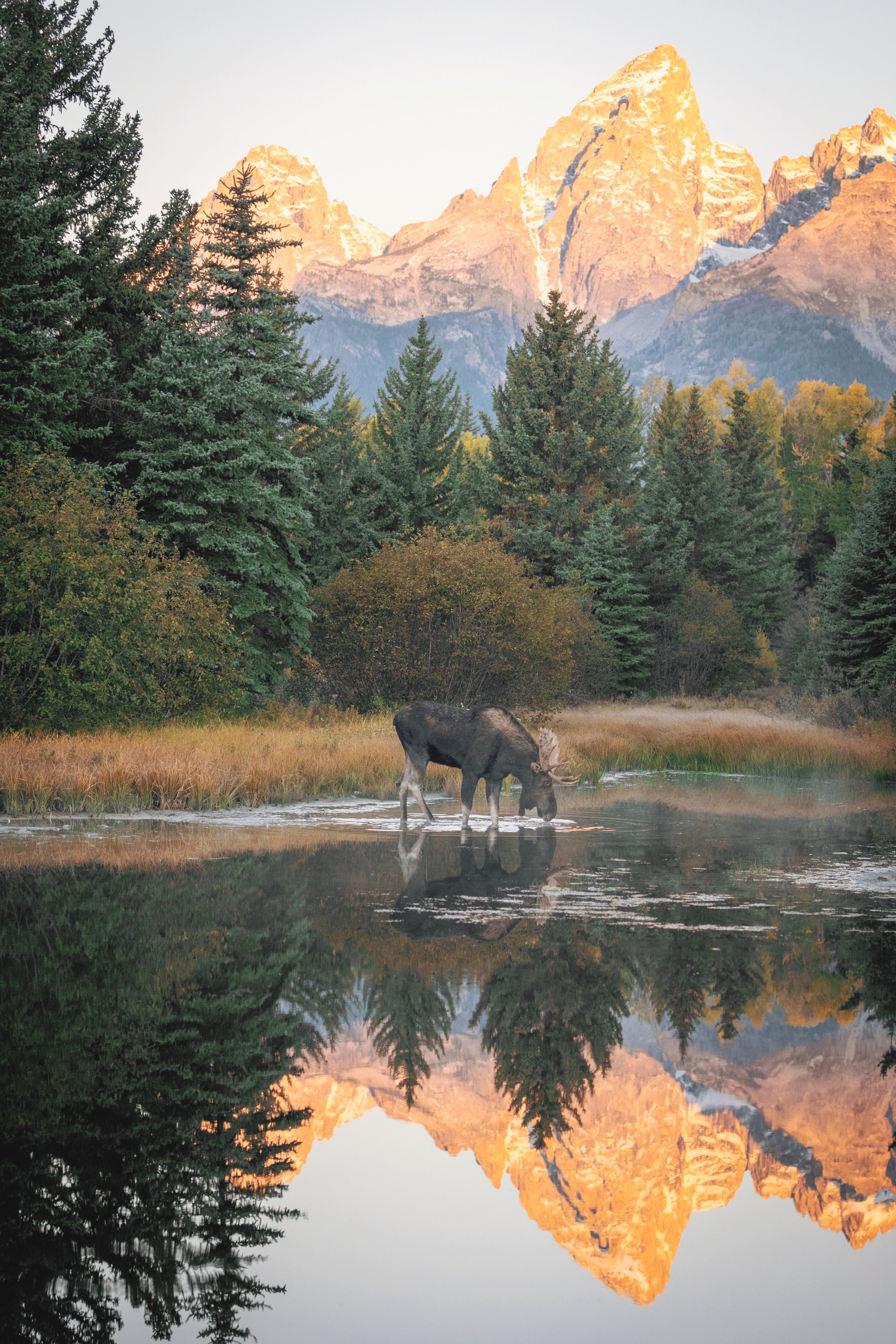 Viaggio Yellowstone e la natura dei parchi americani: tour negli Stati ...