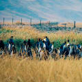 Pinguini Reali, Terra del Fuoco