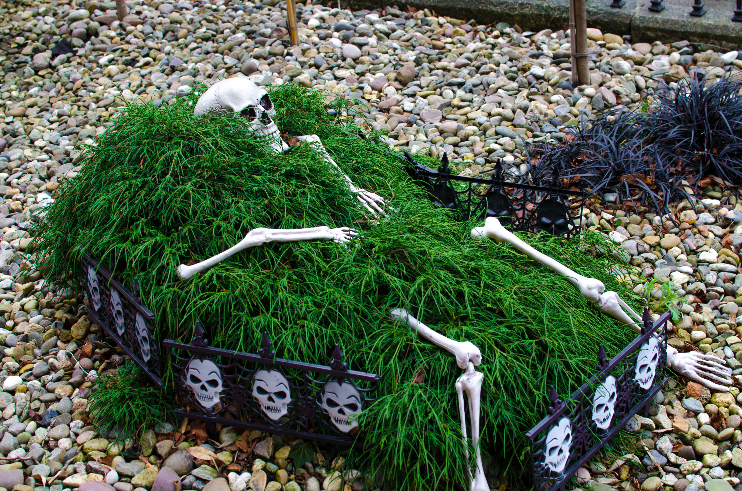 Halloween, Irlanda