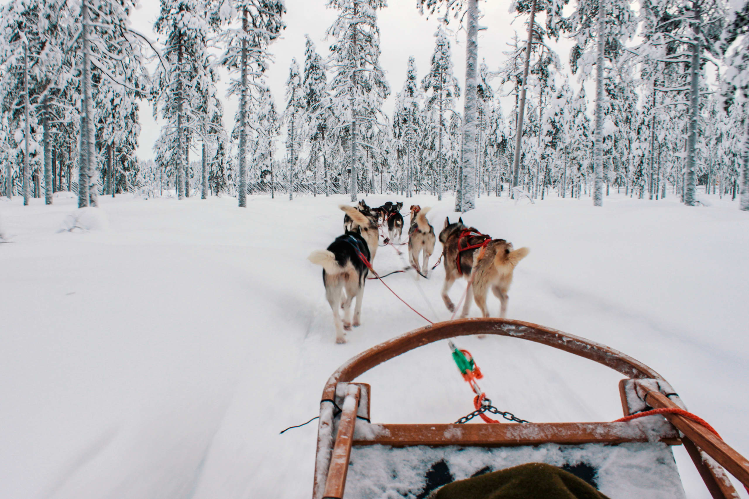 Slitta con cani in Svezia