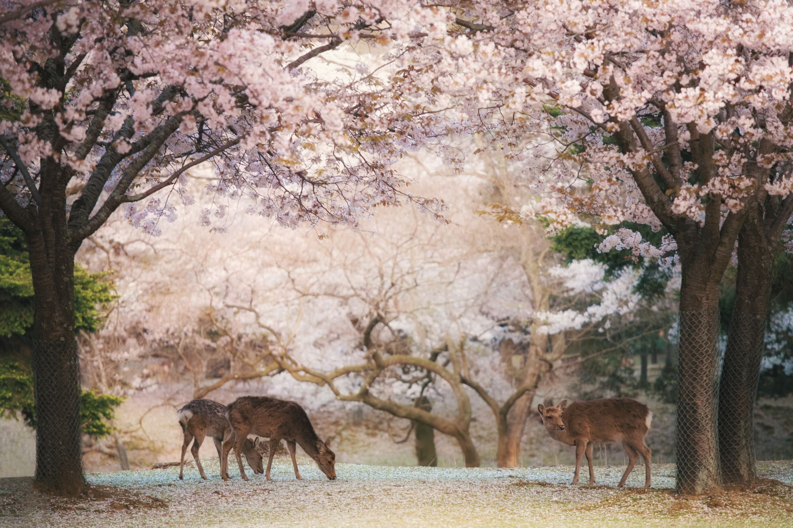 Cervi nel Parco di Nara
