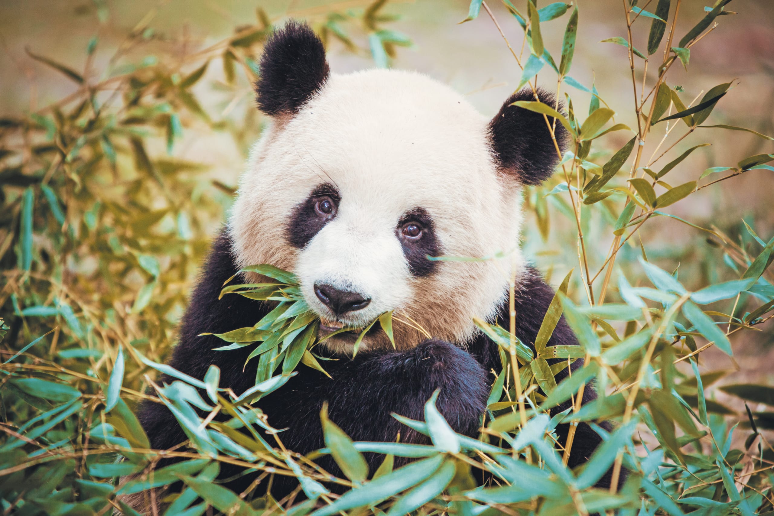 Panda gigante
