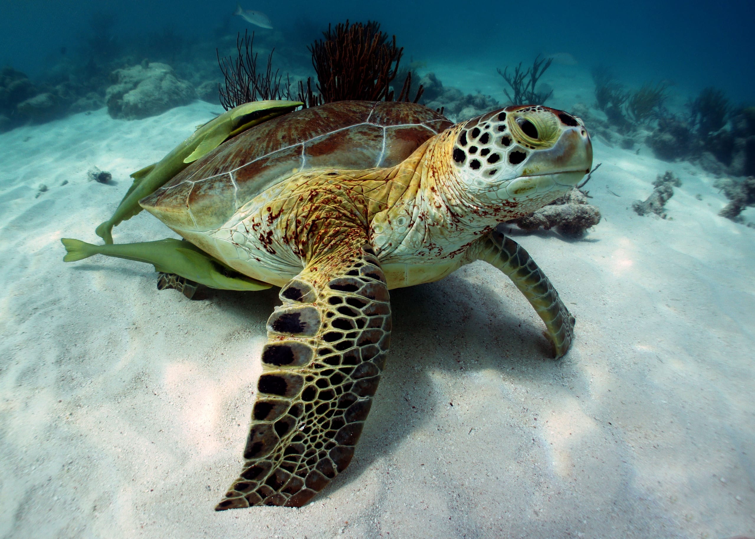 akumal