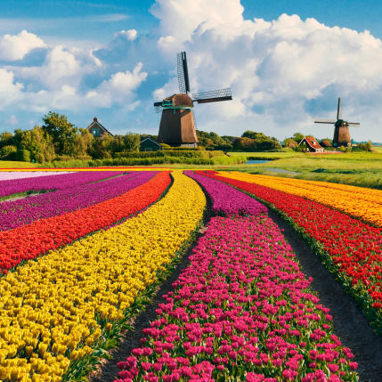campi di tulipani, Olanda