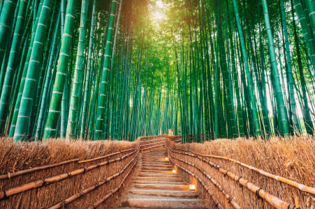Foresta di bambù a Kyoto