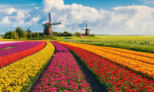 campi di tulipani, Olanda