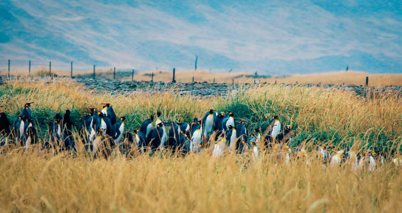 Pinguini Reali, Terra del Fuoco
