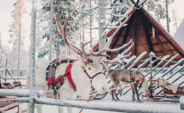 Rovaniemi Finlandia Renne