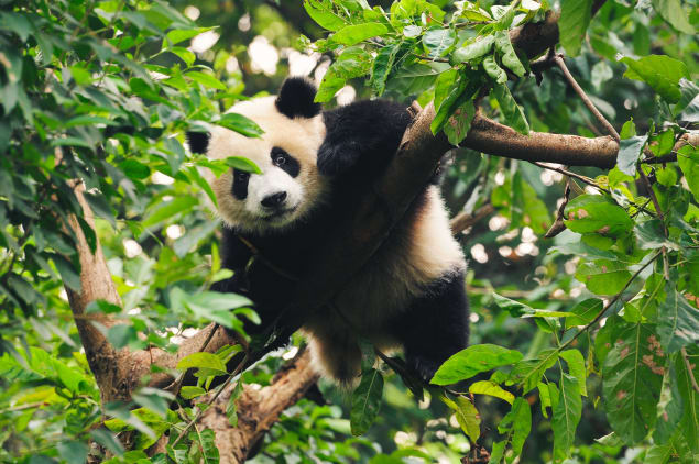 Panda gigante