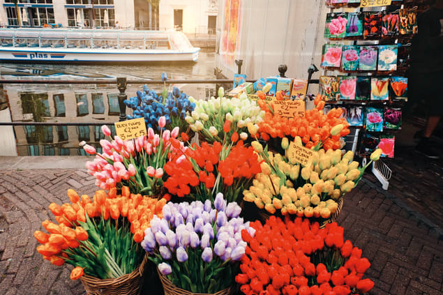 Tulipani ad Amsterdam
