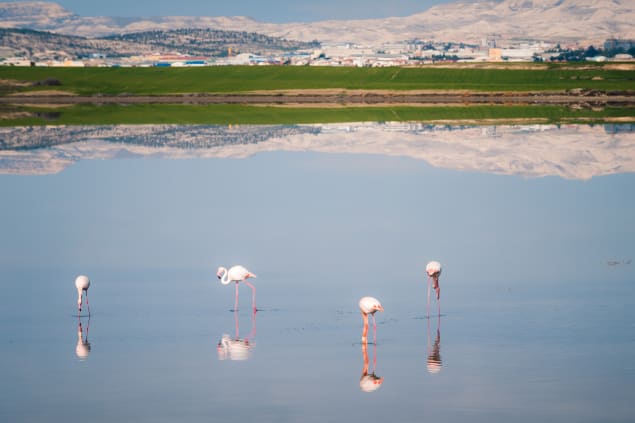 Salt lake of Larnaca, Cipro