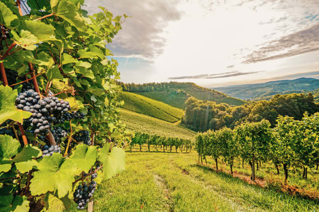 Route des Grands Crus