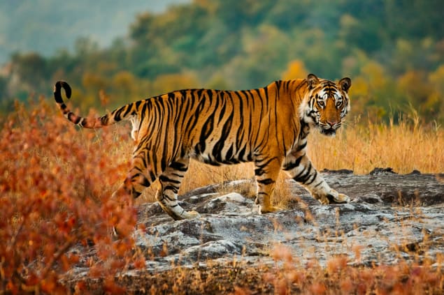 Tigre del Bengala