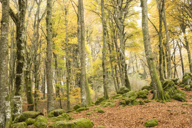 Foresta di Monte Cimino