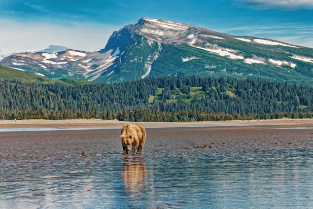 Grizzly al Parco nazionale e riserva di Lake Clark