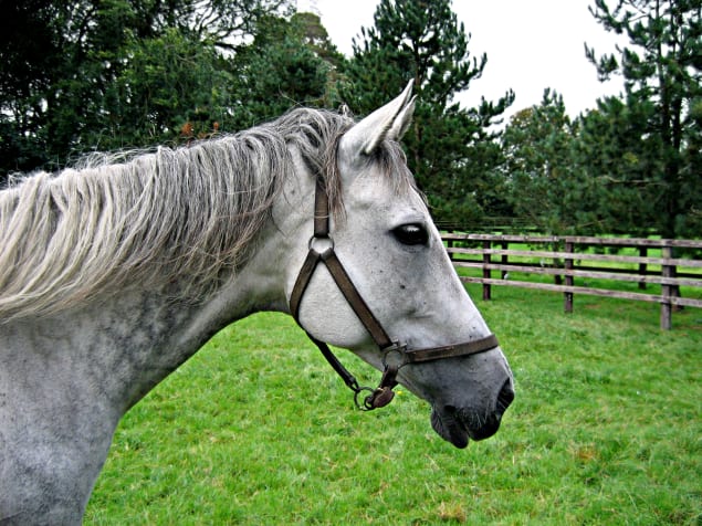 Irlanda, cavalli a Kildare