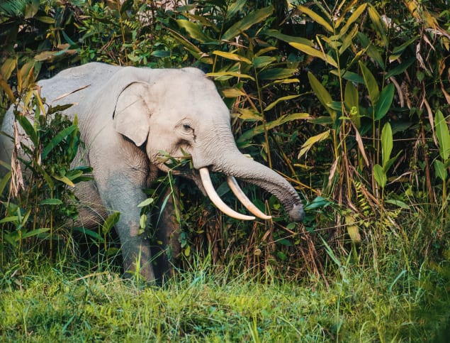 Elefante asiatico