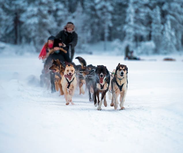 Escursione in slitta con gli husky