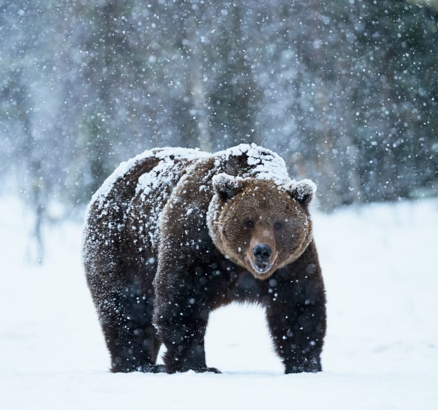 Orso bruno in Finlandia