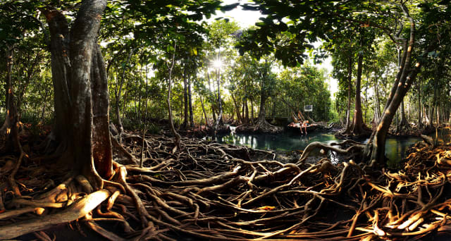 Alberi di mangrovie