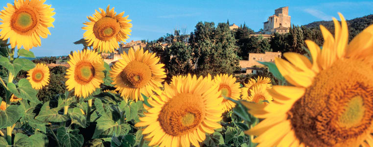 Campo di girasoli in Provenza